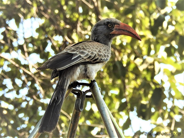 Bradfield's hornbill, Savuti, Botswana, May 2018