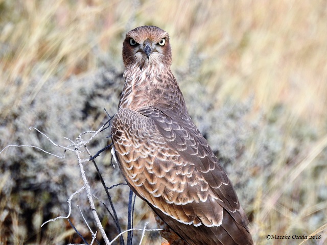 Juvenile pale chanting goshawk, Etosha, Namibia, May 2018