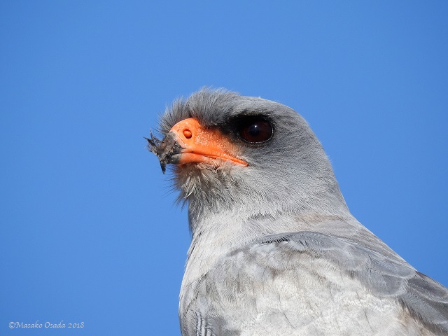 Dark chanting goshawk, Etosha, Namibia, May 2018