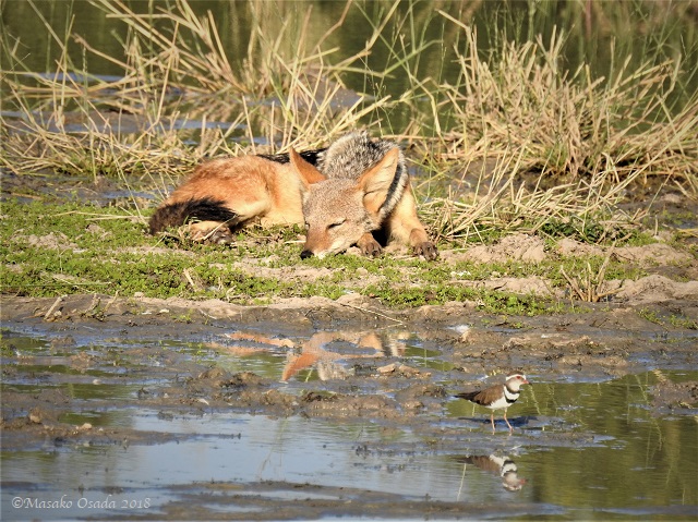 Lilac-breasted roller, Savuti, Botswana, May 2018