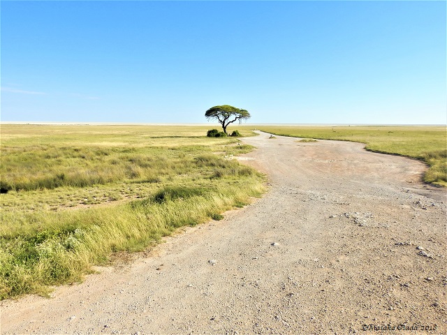 Lone tree, Etosha, Namibia, May 2018