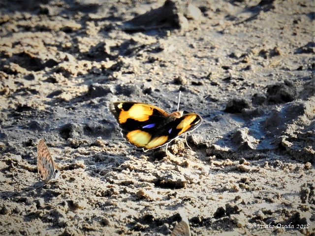Yellow pansy, Savuti, Botswana, May 2018