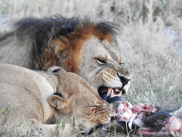 Lions eating wildebeest, Savuti, Botswana, May 2018