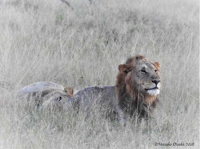 Having a break from eating wildebeest, Savuti, Botswana, May 2018