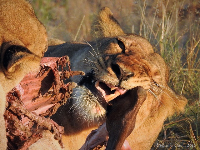 Lioness eating wildebeest, Savuti, Botswana, May 2018