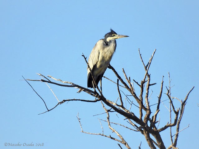 Black-headed heron, Savuti, Botswana, May 2018
