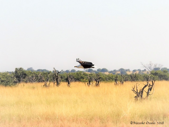 Fish eagle flying, Savuti, Botswana, May 2018