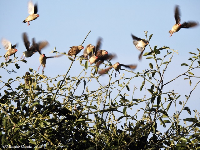 Red-billed quelea, Chobe, Botswana, May 2018