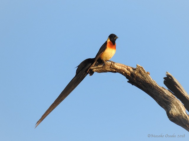 Male long-tailed paradise whydah, Chobe, Botswana, May 2018