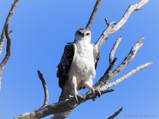 Juvenile marshal eagle, Chobe, Botswana, May 2018