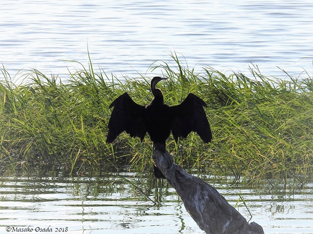 African darter, Chobe, Botswana, May 2018