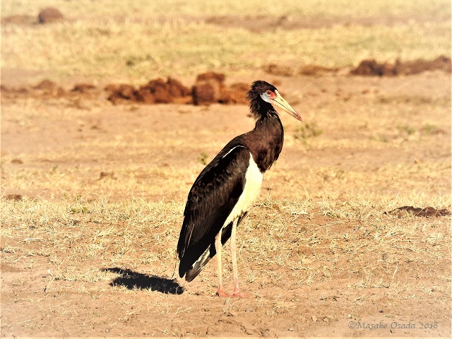 Abdim's stork, Chobe, Botswana, May 2018