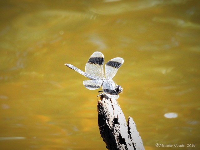 Dragonfly, Chobe, Botswana, May 2018