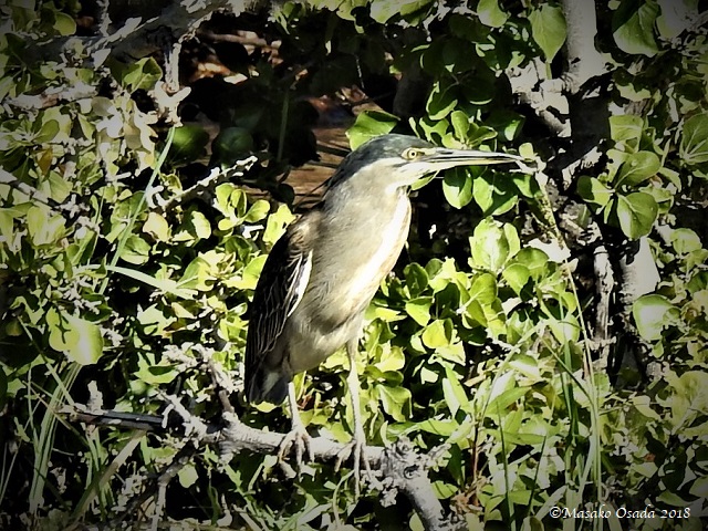 Green-backed heron, Chobe, Botswana, May 2018
