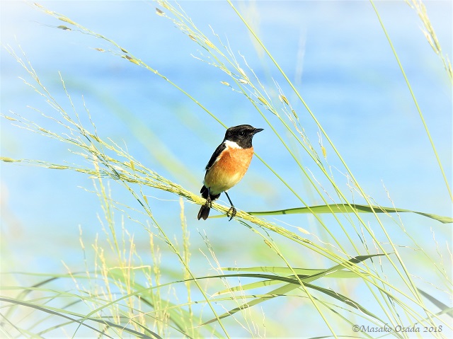 African stonechat, Chobe, Botswana, May 2018