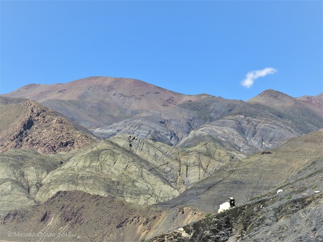 Mountain goat, on the way to Gyangtse, Tibet, September 2018