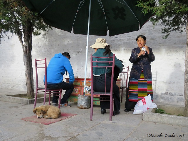 Puppy. Tashilumbu Monestery, Sigatse, Tibet, September 2018