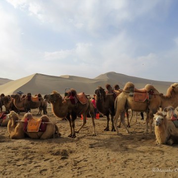 Camels. Mingsha Mountain Crescent Spring Resort, Dunhuang, Gansu, September 2018