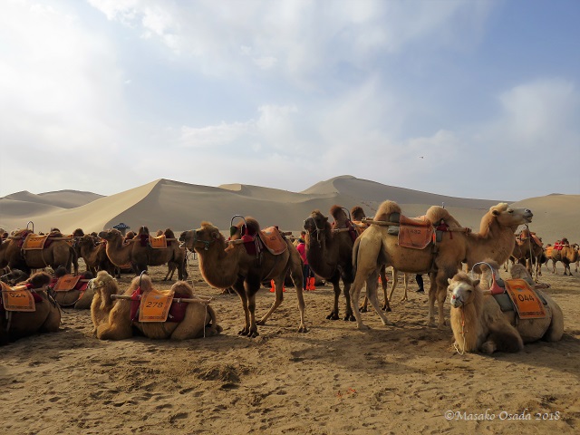 Camels. Mingsha Mountain Crescent Spring Resort, Dunhuang, Gansu, September 2018