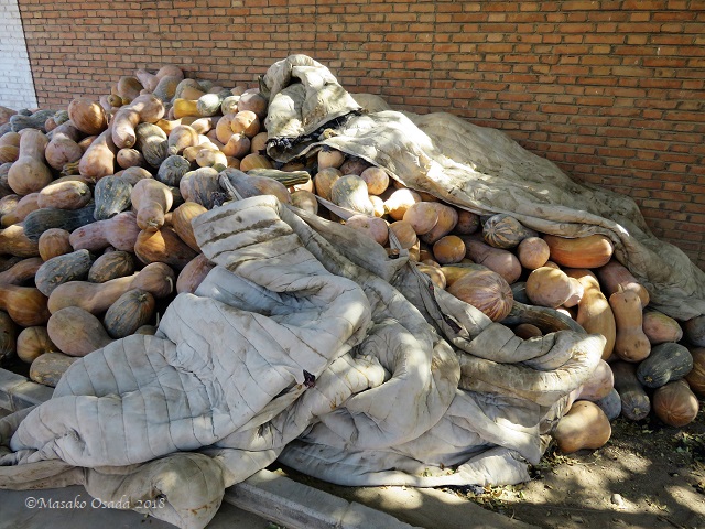 Pumpkins. Turpan, Xinjiang, September 2018