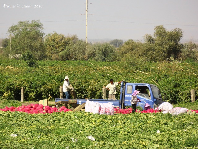 Harvesting melons. On the way to Bezeklik from Turpan, Xinjiang, September 2018