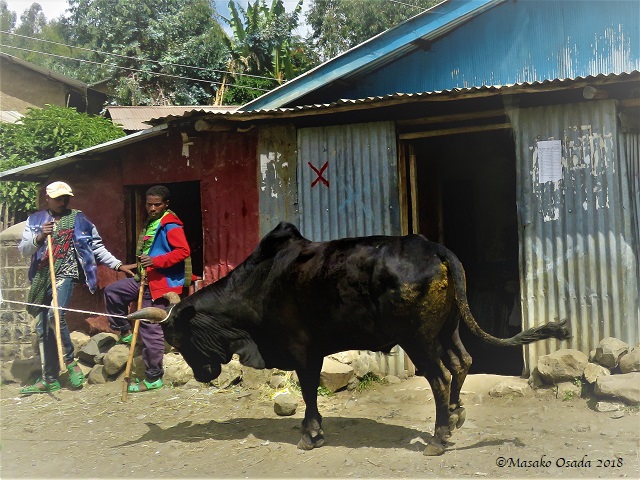I am not going anywhere. On the way to Guassa, Ethiopia, November 2018