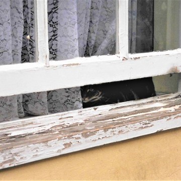 Cat, Notting Hill, London