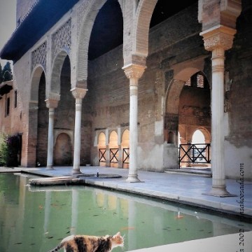 Cat, Generalife, Granada, June 2002