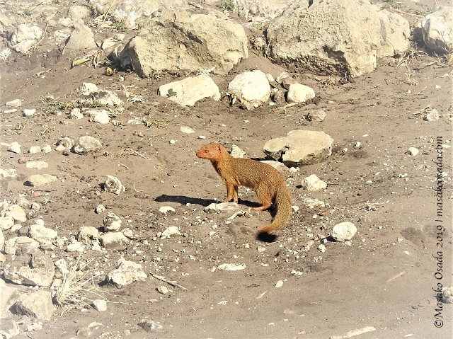 Slender mongoose, Chobe, Botswana, August 2019