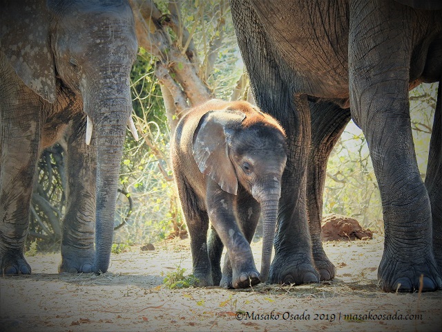 Baby elephant, Chobe, Botswana, August 2019