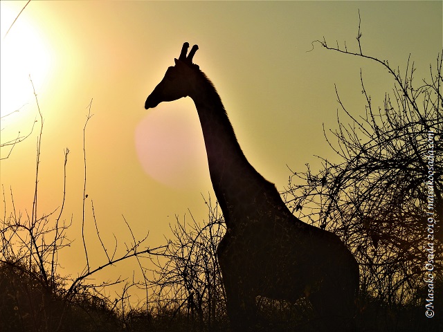 Giraffe at sunset, Chobe, Botswana, August 2019
