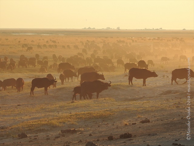 Buffalo at sunrise, Chobe, Botswana, August 2019