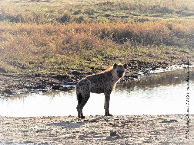Spotted hyena, Chobe, Botswana, August 2019