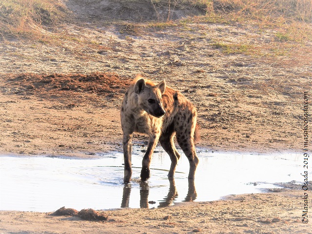 Spotted hyena, Chobe, Botswana, August 2019