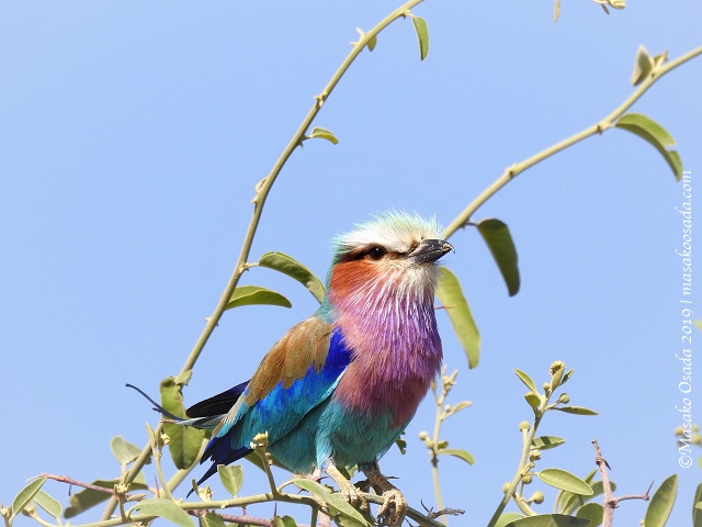 Lilac-breasted roller, Chobe, Botswana, August 2019