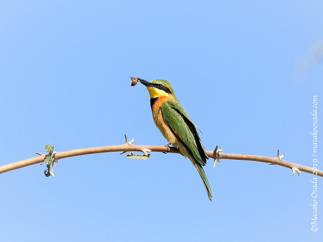 Little bee-eater eating bee, Chobe, Botswana, Augut 2019