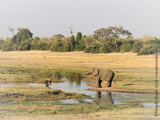 Elephant and fish-eagle, Chobe, Botswana, August 2019