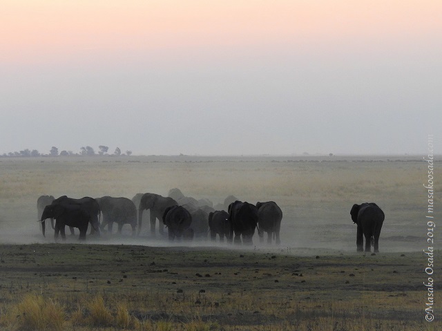 Elephants at sunset, Chobe, Botswana, August 2019