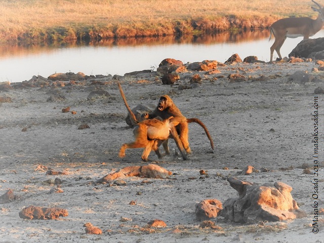 Chacma baboons fighting, Chobe, Botswana, August 2019