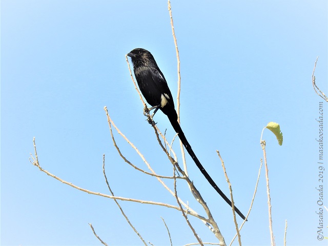 Magpie shrike, Chobe, Botswana, August 2019