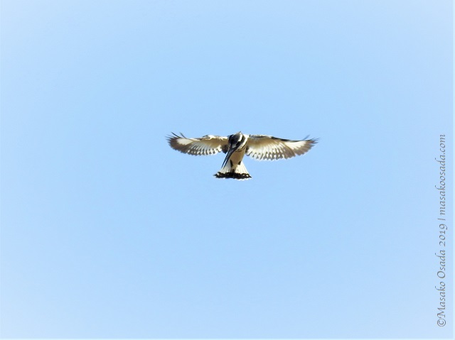 Pied kingfisher hovering, Chobe, Botswana, August 2019
