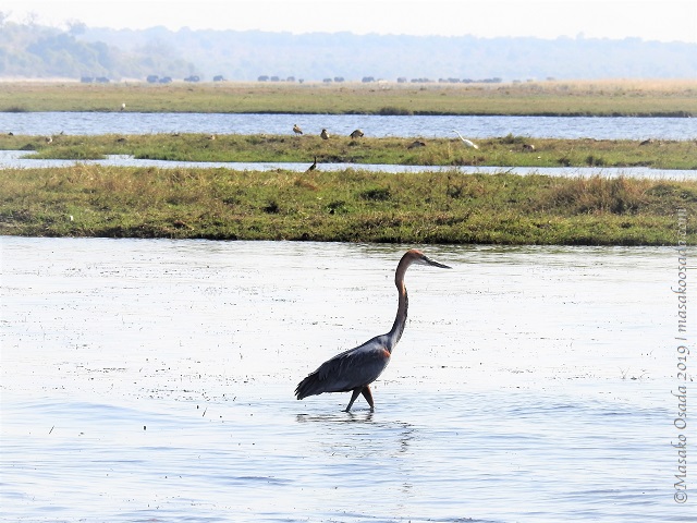 Goliath heron, Chobe, Botswana, August 2019