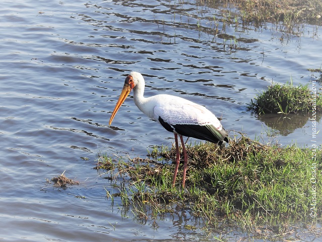 Yellow-billed stork, Chobe, Botswana, August 2019