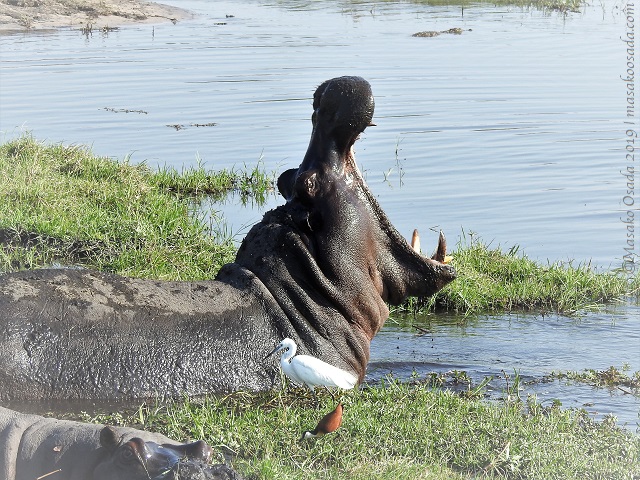 Hippo yawning, Chobe, Botswana, August 2019