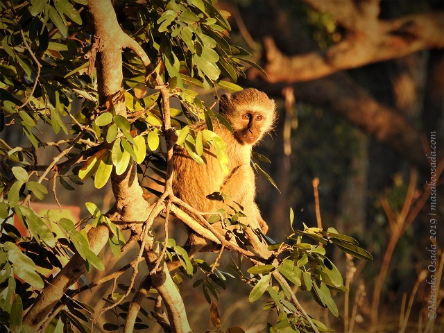 Vervet monkey, Chobe, Botswana, August 2019