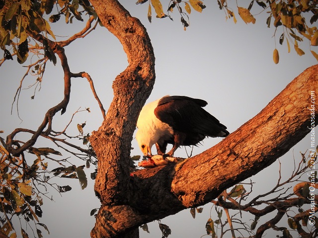 Fish-eagle eating fish, Chobe, Botswana, August 2019
