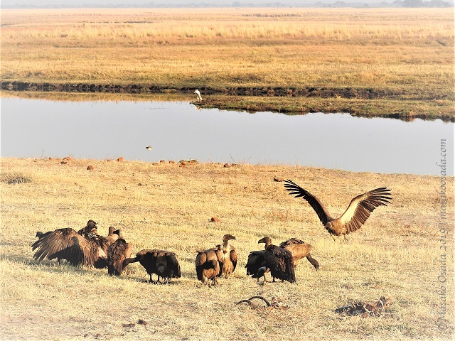 White-backed vultures, Chobe, Botswana, August 2019