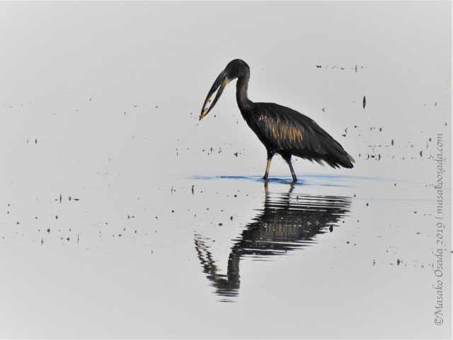 African openbill catching water snail, Chobe, Botswana, August 2019