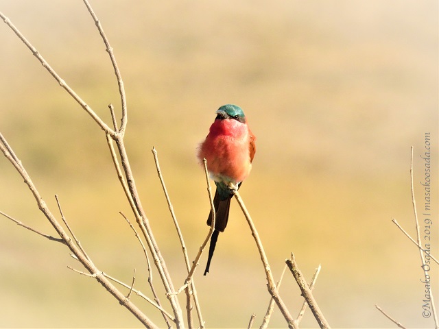 Carmine bee-eater, Chobe, Botswana, August 2019