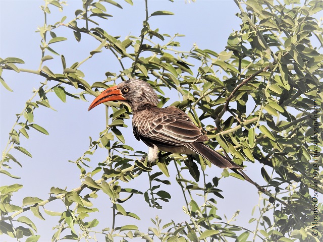 Bradfield's hornbill, Chobe, Botswana, August 2019